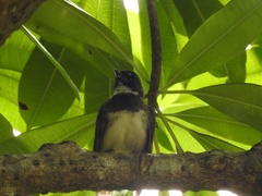 Rhipidura javanica