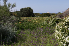 Echium plantagineum
