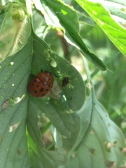 Chelymorpha phytophagica
