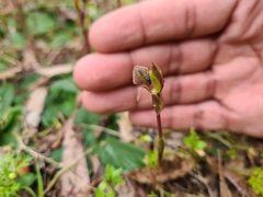 Chiloglottis trapeziformis