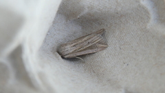 Mythimna riparia