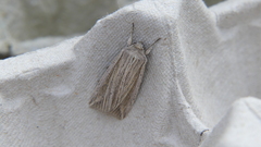 Mythimna riparia