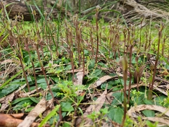 Chiloglottis trapeziformis