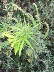 Cannabis sativa spontanea