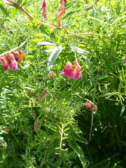 Vicia megalotropis