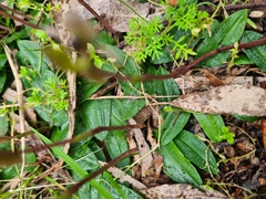 Chiloglottis trapeziformis