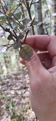 Coprosma spathulata