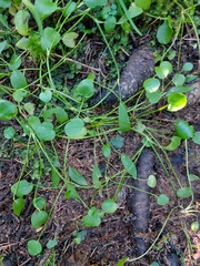 Ranunculus flammula