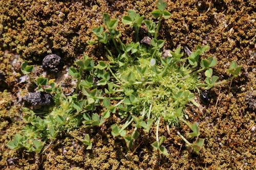 Trifolium suffocatum image