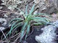 Celmisia major major