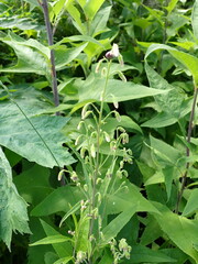 Parasenecio hastatus