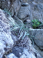 Celmisia major major