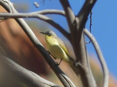 Ptilotula keartlandi