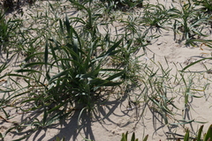 Pancratium maritimum