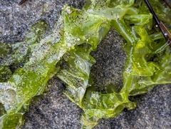 Ulva lactuca