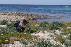 Pancratium maritimum