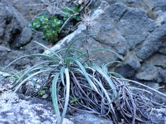 Celmisia major major