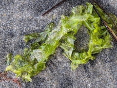 Ulva lactuca