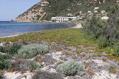 Jacobaea maritima sicula