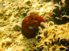 Actinia mediterranea