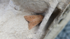 Mythimna albipuncta