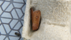 Mythimna albipuncta