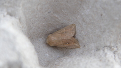 Mythimna albipuncta
