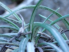 Celmisia major major