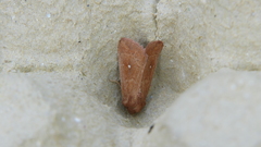 Mythimna albipuncta