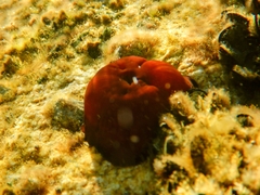 Actinia mediterranea