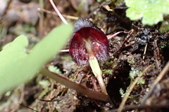 Corybas trilobus aggregate