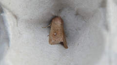 Mythimna albipuncta