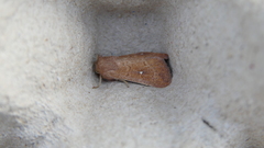 Mythimna albipuncta
