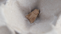 Mythimna albipuncta