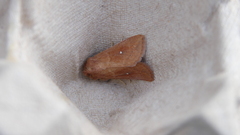 Mythimna albipuncta