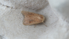 Mythimna albipuncta