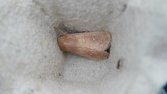 Mythimna albipuncta