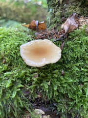 Gymnopus dryophilus