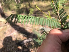 Acacia loroloba