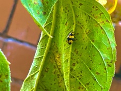 Illeis galbula