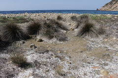 Juncus acutus