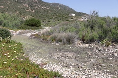 Carpobrotus edulis