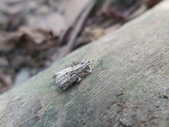 Dermatoxenus caesicollis