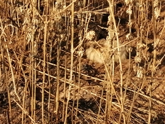 Oryctolagus cuniculus domesticus