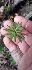 Leucopogon fasciculatus
