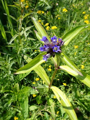 Gentiana macrophylla