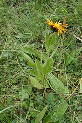 Pentanema orientale