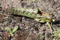 Pamphagus