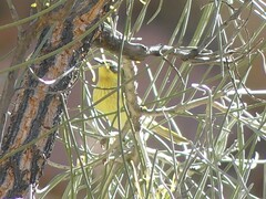 Ptilotula keartlandi