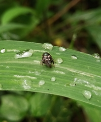 Onthophagus kchatriya